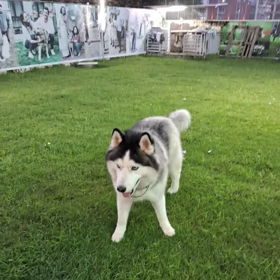 A beautiful Siberian Husky enjoying our expansive, well-maintained pet lawn in Noida. We offer plenty of room for energetic breeds to run and play, ensuring they get their daily dose of exercise and fun during their boarding or daycare stay.