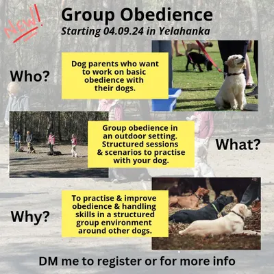 Wondering if my group classes are right for you? These sessions are for dog parents who want to practice and improve basic obedience in a structured outdoor setting. The main goal is to improve your handling skills and help your dog learn to be calm around others.