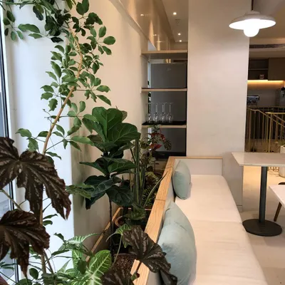 For Araku Coffee in Bangalore, we integrated a lush planter alongside the seating. This design required careful plant selection, like Ficus Lyrata and various Begonias, that could thrive indoors and complement the cafe's beautiful aesthetic.