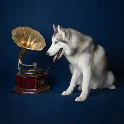 This vintage-themed photoshoot features a majestic Siberian Husky curiously inspecting an old gramophone. The deep blue background adds a touch of classic elegance to this fine art dog portrait.