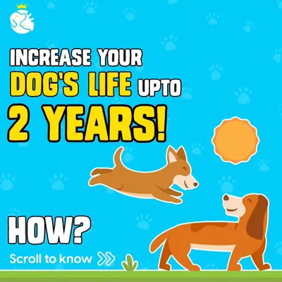 Did you know you can increase your dog's life by up to 2 years? A healthy lifestyle with the right environment and diet makes all the difference.