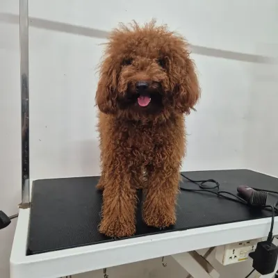 This sweet poodle arrived with a thick, overgrown coat ready for some pampering. This is the "before" shot, full of fluffy potential.