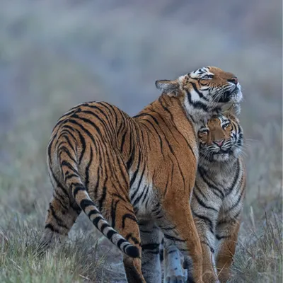 A beautiful moment of behavioral storytelling between a tigress and her cub. The vertical framing emphasizes their connection and posture. I teach my students to anticipate these interactions and frame with intent, letting the emotions speak for themselves.