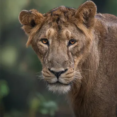 A direct, intense gaze from a young Asiatic lioness in Gir. Her eyes hold the wisdom and wildness of her lineage, a powerful portrait of a predator in her natural element.