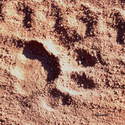 A fresh tiger paw print in the sand. This single impression tells a story of power, presence, and the path of a predator. Every sign like this is a clue that helps us track animals on a safari.