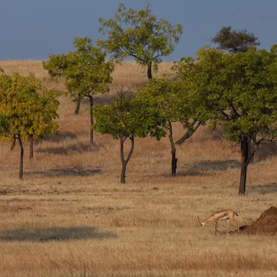 A Chinkara, the primary prey for wolves and hyenas, grazes in the open grasslands of the Deccan Plateau. These open habitats are a fragile and often unprotected ecosystem.