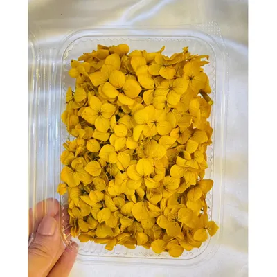 Add a touch of nature to your art with our real dried hydrangea flowers. This box of vibrant yellow hydrangeas is perfect for floral nameplates, coasters, and jewelry.