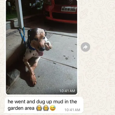 This is from my online client Meghana, whose dog Coco was reactive. It's not easy to follow instructions over a screen, but her dedication was incredible. This message, showing Coco happily digging in the mud, made my day.
