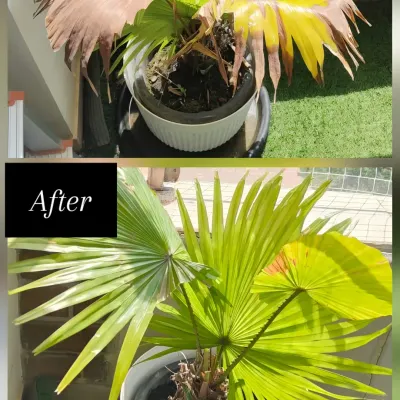This fan palm is a classic example of a plant crying out for help. The 'before' shows dry, browning leaves from underwatering and stress. In the 'after' shot, you can see the results of a proper watering schedule and nutrient boost, with healthy, green fronds taking over.