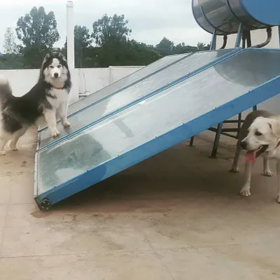 A majestic Husky and a happy Labrador enjoying the view from the rooftop. This secure space is perfect for them to play and explore.