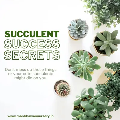 Here are our succulent success secrets. These popular, low-maintenance plants are easy to care for, but there are a few common mistakes to avoid to ensure they thrive.