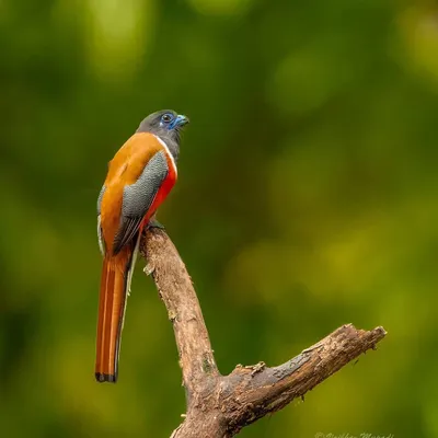 A stunning shot of a Malabar Trogon perched on a branch, with its vibrant colors standing out against a soft green background. A great example of bird photography.