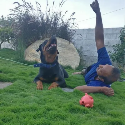 A cherished memory of our champion Rottweiler, Tyson. He was a top dog, a winner of many shows, and a beloved member of our family for 11 years. His spirit and legacy will always be a part of K9 Gurukul.