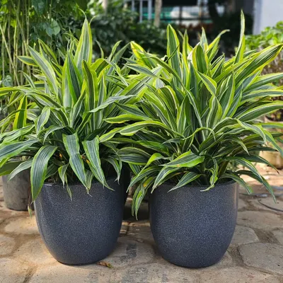 These are two healthy Dracaena reflexa plants, also known as 'Song of India'. Their bright, variegated leaves make them a cheerful addition to any indoor space, and they are relatively easy to maintain.
