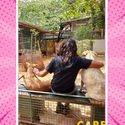 A volunteer shares a quiet moment with two resident dogs, a perfect example of the purest kind of friendship. The time our volunteers spend with the animals is priceless.