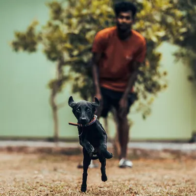 This is Bhairavi, a Labrador pup with endless energy. My open lawns are perfect for these happy sprints, giving every dog the space to run freely.