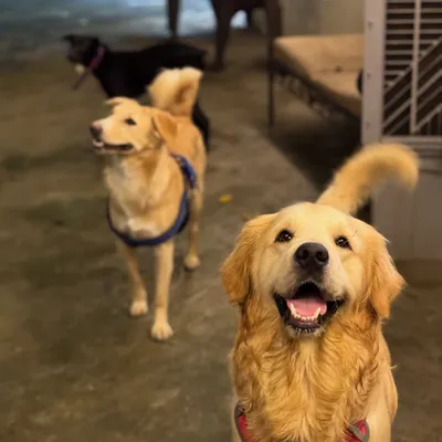A pawsome family of three, all alert and happy. It's great to see dogs of different breeds becoming good friends.