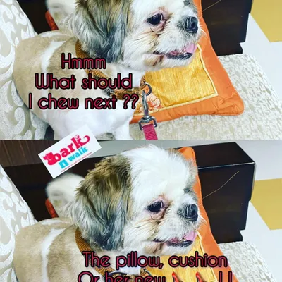We've all been there. You come home to find a favorite pillow or a new pair of shoes has become a chew toy. This destructive chewing is a behavior we can correct by addressing the underlying cause, like boredom or anxiety.