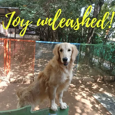Joy unleashed! This beautiful Golden Retriever is having the time of his life in our play area. This is the freedom and happiness we promise every dog.