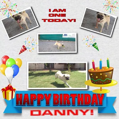 Happy 1st Birthday to Danny the Pug! This collage captures all the fun he had celebrating his special day with us at our pet resort.
