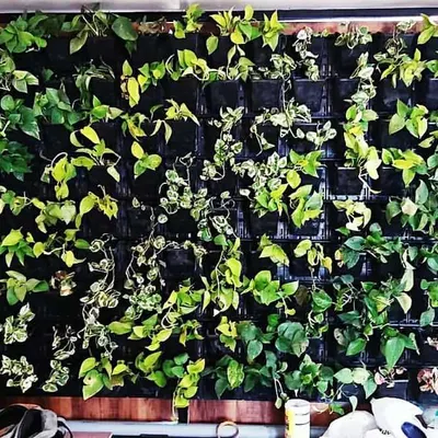 This is a bio-wall I installed in a corporate office in Yashwantpur. The client opted for a 60% plant coverage to start, which gives the plants room to grow in and fill the space naturally over time. It's a great way to introduce a living element to the workplace.
