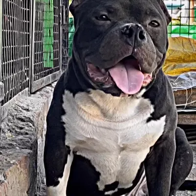 This is the look of a true champion. Sultan is available for stud services to approved females. His genetics and temperament are highly sought after in the American Bully community.
