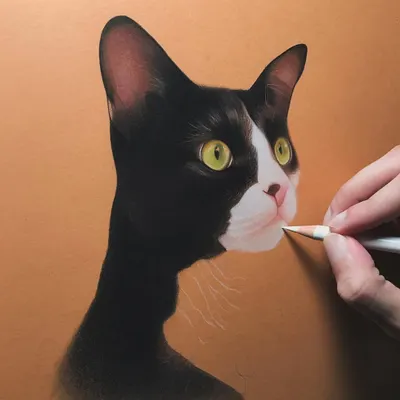 A glimpse into the process of drawing a tuxedo cat with color pencils. I start by carefully mapping out the features and then begin to build up the rich, dark fur and the bright, curious eyes, ensuring every detail is perfect.