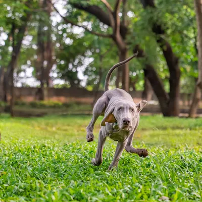 The pure joy of a dog in motion. I saw Draco the Weimaraner's cheeks flapping in the wind as he ran, and I knew I had to capture it. Outdoor sessions are perfect for these energetic, candid moments that show your dog's true personality.