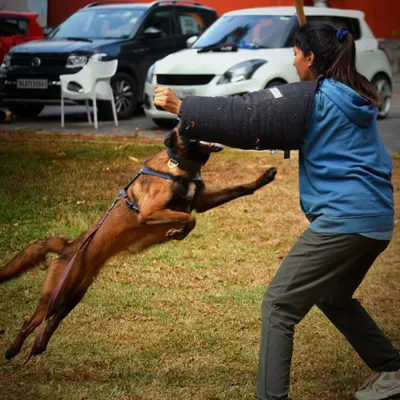 A Belgian Malinois in mid-air, fully committed to the bite sleeve. This is the result of channeling explosive energy into a focused task, a key skill in protection sports like PSA.