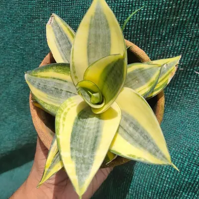 A beautiful variegated Snake Plant with a unique spiral growth pattern. This variety, Sansevieria 'Twisted Sister', is just as easy to care for as the common type.