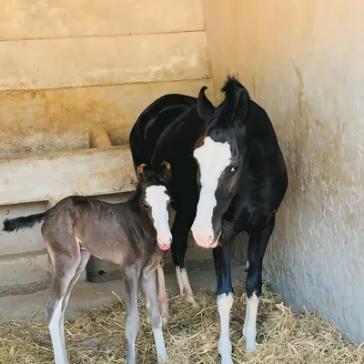 A proud moment in our stables. Here is one of our Marwari mares with her newborn foal, safe and comfortable in a stall with fresh, clean bedding. I provide dedicated foaling services and ensure both mare and baby get the best care.