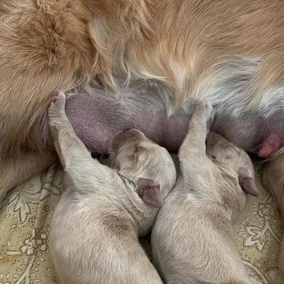 It all starts here. This precious moment shows newborn Golden Retriever puppies nursing with their mother, safe and warm. We believe in responsible breeding, and ensuring our pups get the best possible start in life with their mom's milk and constant care is our top priority.