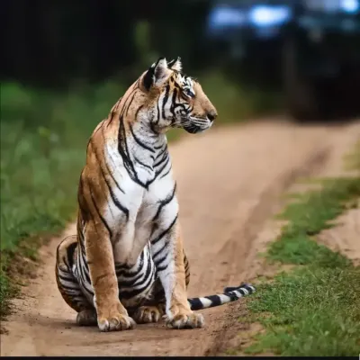 A magnificent tiger sitting calmly on a safari trail in Nagarahole Tiger Reserve. Spotting this majestic animal is the ultimate goal of our wildlife trips.