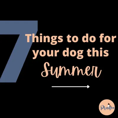 Summer is here! The heat can be tough on our dogs, so here are 7 essential things you can do to keep them cool, safe, and happy all season long.