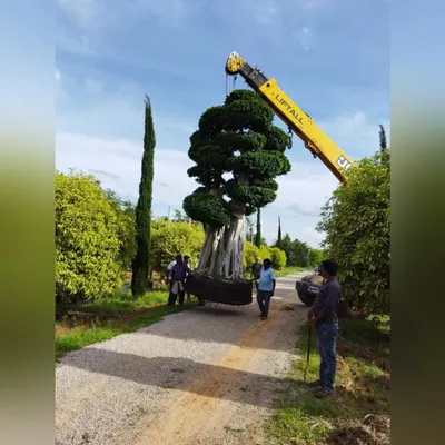 The process begins with sourcing the perfect specimen. Here, a magnificent, sculpted Ficus tree is carefully prepared for transport from the nursery to the project site.