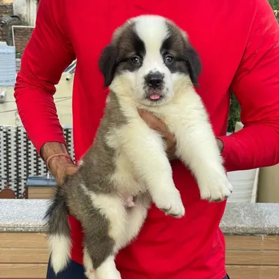 This Saint Bernard male puppy is available and looking for a new home. He has a heavy build and the classic, gentle face of the breed, promising to grow into a large and loving dog.