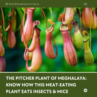 Meet the Pitcher Plant of Meghalaya, a fascinating carnivorous plant. This is Nepenthes khasiana, a meat-eating plant that is known to eat insects and even small mice.