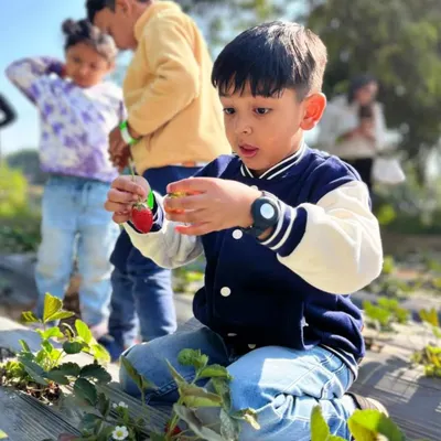 A little farmer carefully inspects his find. Our strawberry patches are a favorite spot for kids to learn about how fruit grows and to taste the sweetness of a truly fresh-picked berry.
