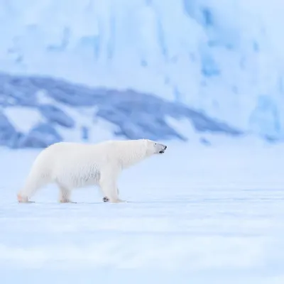 The silent king of the ice. Seeing this lone polar bear moving with such calm focus across the frozen Arctic was a moment of pure, raw beauty. It’s a privilege to witness something so wild and real.