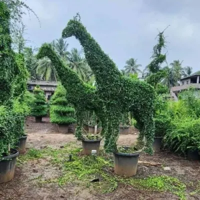 A pair of life-sized giraffe topiaries, meticulously shaped from dense green foliage. These sculptures are shown in my nursery, ready to be transported to add a touch of the wild to a garden or commercial property.