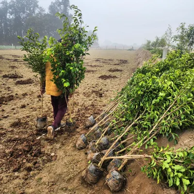 A worker carries young saplings for planting at our farm. This is where the journey begins for the beautiful hedges and trees we supply.