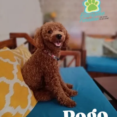 A big, happy smile from Pogo the Toy Poodle. He's a regular here and always brings so much joy.