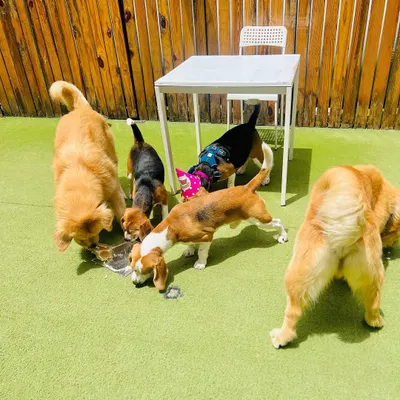 After the 'happy birthday' song, it's time for the cake! The birthday Beagle and friends are eagerly digging into their special, dog-safe treat.