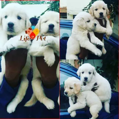 A collage showing several fluffy, cream-colored Golden Retriever puppies. This gives you a glimpse of their playful and gentle nature, from close-up portraits to group shots, highlighting why they are such a beloved family breed.