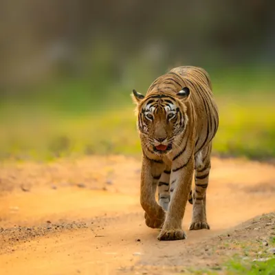 A frontal shot of a tiger walking down a jungle path in Tadoba. This direct approach shows the animal's confidence and command over its territory. It's a classic wildlife photography moment that I am always thrilled to capture.