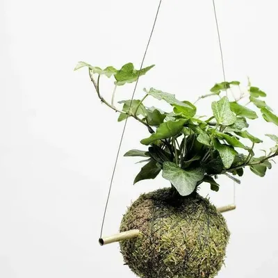 This is a hanging Kokedama, a beautiful and minimalist way to display plants. The moss ball acts as a natural container, allowing you to hang greenery in any corner of your home, creating a floating, living piece of art.