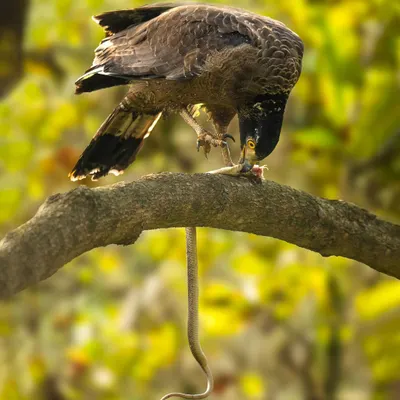 A Crested Serpent Eagle perched on a branch, devouring a snake. The golden light and the dramatic subject make this a powerful image of a predator at work.
