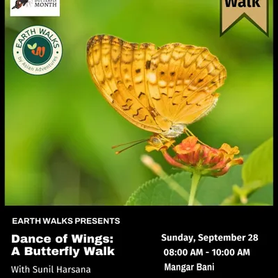 A Common Leopard butterfly featured on our poster for a free "Dance of Wings" walk at Mangar Bani. This walk, part of Big Butterfly Month, explores the sacred grove's rich lepidopteran diversity.