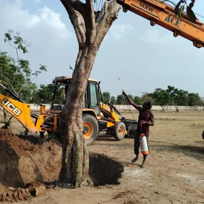 A worker applies a root-stimulating hormone solution to a freshly excavated tree. This treatment is a key part of our process to mitigate transplant shock and encourage new root growth.