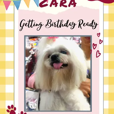 The lovely Zara getting birthday ready. I love helping pets look their absolute best for special occasions and celebrations.